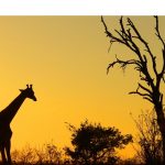 South African Evening - Sunset