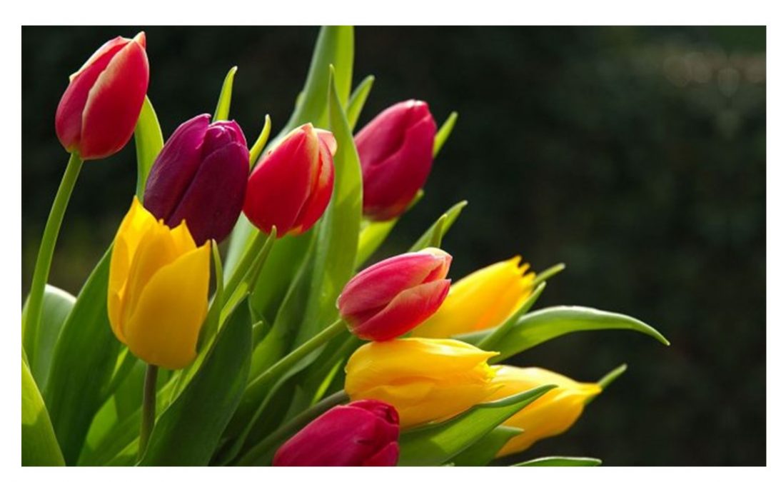 Mothers Day